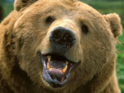 "Happy Mama Bear"