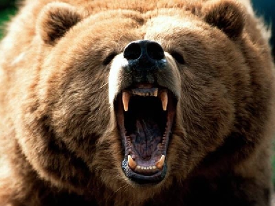 "Angry Mama Bear"