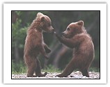 Bear Cubs