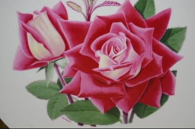 +MBA #8207-  All American Rose Selections "Love" 1980