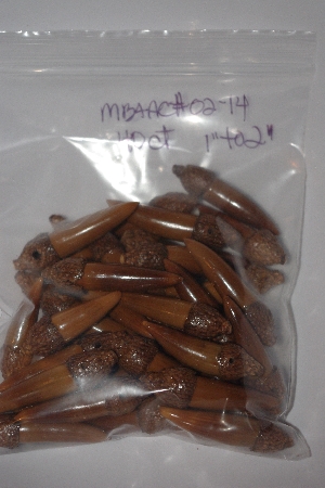 +MBAAC #02-14  "Set Of 40 Capped Valley Oak Acron Beads"