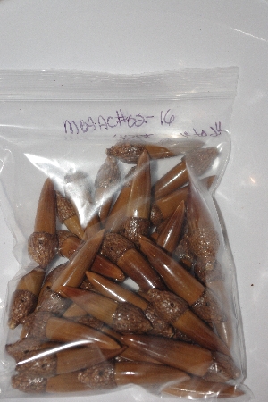 +MBAAC #02-16  "Set Of 40 Capped Valley Oak Acron Beads"