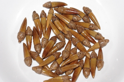 +MBAAC #02-16  "Set Of 40 Capped Valley Oak Acron Beads"