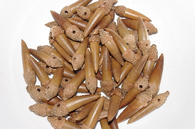 +MBAAC #03-07  "Set Of 55 Capped & Drilled Acorn Beads"