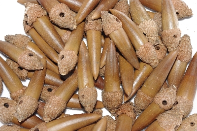 +MBAAC #03-07  "Set Of 55 Capped & Drilled Acorn Beads"