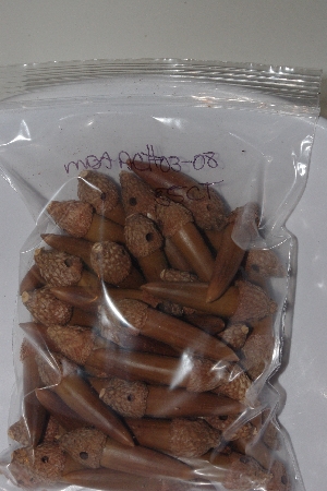 +MBAAC #03-08  "Set Of 55 Capped & Drilled Acorn Beads"