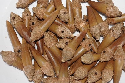 +MBAAC #03-08  "Set Of 55 Capped & Drilled Acorn Beads"