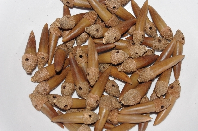 +MBAAC #03-09  "Set Of 55 Capped & Drilled Acorn Beads"