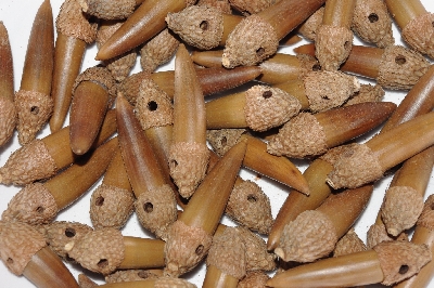 +MBAAC #03-09  "Set Of 55 Capped & Drilled Acorn Beads"