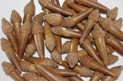 +MBAAC #03-13  "Set Of 55 Capped Acorns"