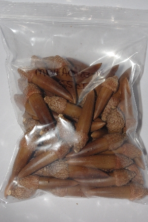 +MBAAC #03-18  "Set Of 55 Capped Acorns"