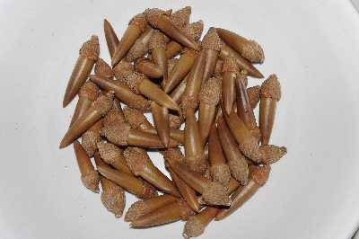 +MBAAC #03-18  "Set Of 55 Capped Acorns"