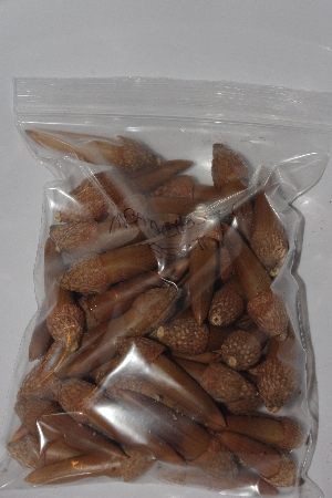 +MBAAC #03-19  "Set Of 55 Capped Acorns"