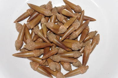 +MBAAC #03-19  "Set Of 55 Capped Acorns"