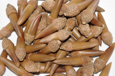 +MBAAC #03-21  "Set Of 55 Capped Acorns"