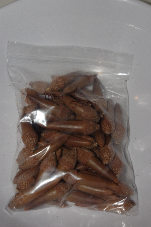 +MBAAC #03-22  "Set Of 55 Capped Acorns"