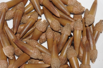 +MBAAC #03-22  "Set Of 55 Capped Acorns"