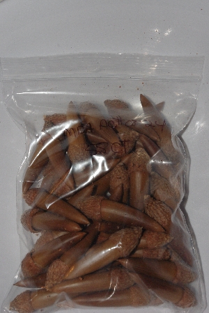 +MBAAC #03-24  "Set Of 55 Capped Acorns"