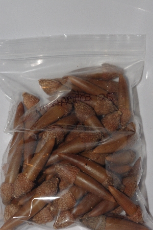 +MBAAC #03-25  "Set Of 55 Capped Acorns"