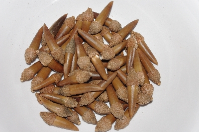 +MBAAC #03-25  "Set Of 55 Capped Acorns"