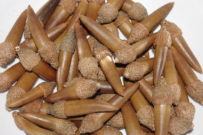 +MBAAC #03-25  "Set Of 55 Capped Acorns"