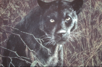 +MBA #4-198   "1993 "Black Magic" Artist John Seerey-Lester