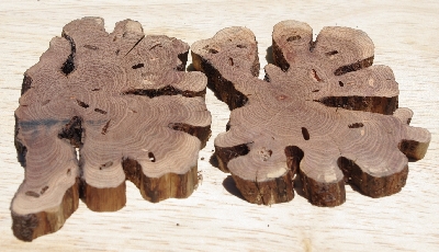 +MBA #5558-0046  "Set Of (2) Manzanita Root Slices"