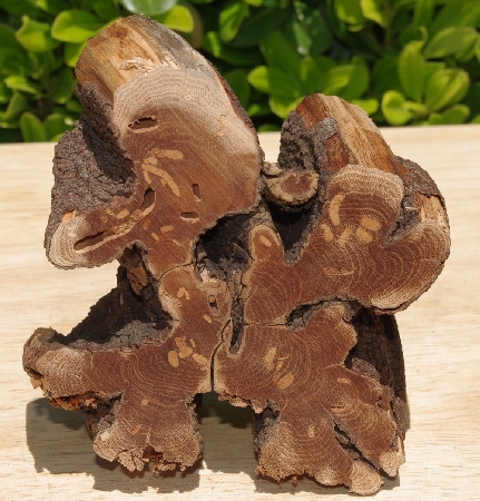 +MBA #5558-224  "Piece Of Manzanita Root"