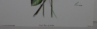 +MBA #5610-0075  "1994 Manor Art "Peach Roses By Reina" #408 Lithograph"