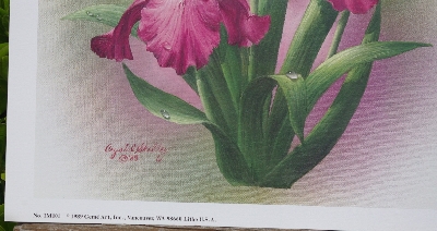 +MBA #5611-0119  "1989 Crystal Skelly Pink Iris Litho #IM101"