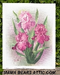 +MBA #5611-0119  "1989 Crystal Skelly Pink Iris Litho #IM101"