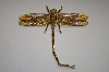 +MBA #19-007  Gold & Brown Enameled Crystal Dragonfly Pin/Pendant 