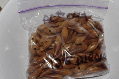 +MBAAC #01-04 "Set Of 125 Valley  Oak Acorn Beads"