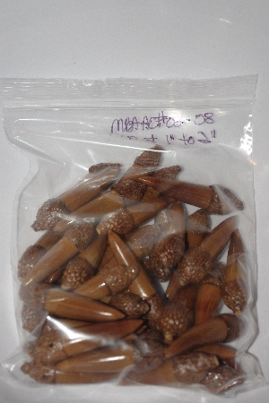 +MBAAC #02-08  "Set Of 40 Capped Valley Oak Acorn Beads"