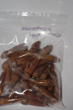 +MBAAC #02-11  "Set Of 40 Capped Valley Oak Acorn Beads"