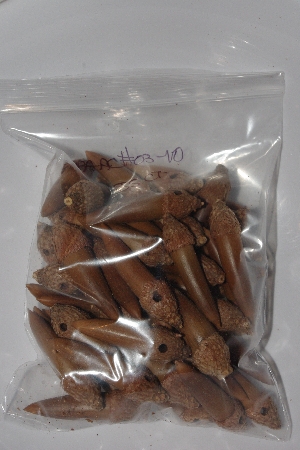 +MBAAC #03-10   "Set OF 55 Capped & Drilled Acorn Beads