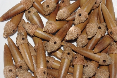 +MBAAC #03-10   "Set OF 55 Capped & Drilled Acorn Beads