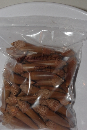 +MBAAC #03-15  "Set Of 55 Capped Acorns"