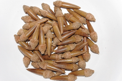 +MBAAC #03-15  "Set Of 55 Capped Acorns"